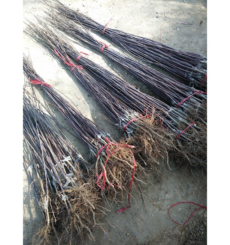 嫁接成品苹果苗烟富6号烟富8号烟富0号2年大苗