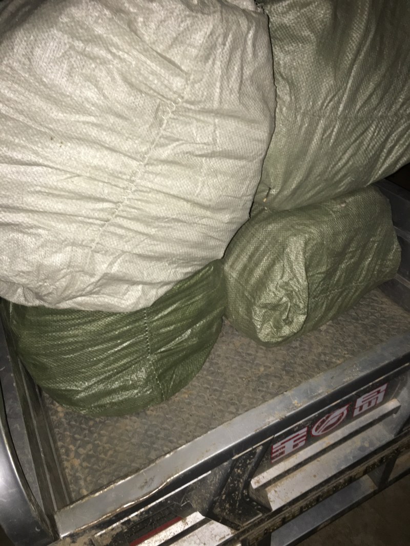 嫁接成品苹果苗烟富6号烟富8号烟富0号2年大苗