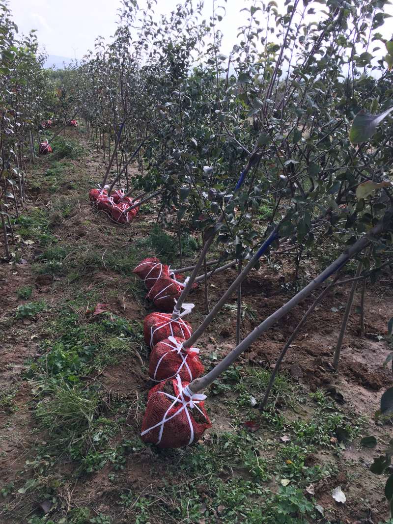 嫁接成品苹果苗烟富6号烟富8号烟富0号2年大苗