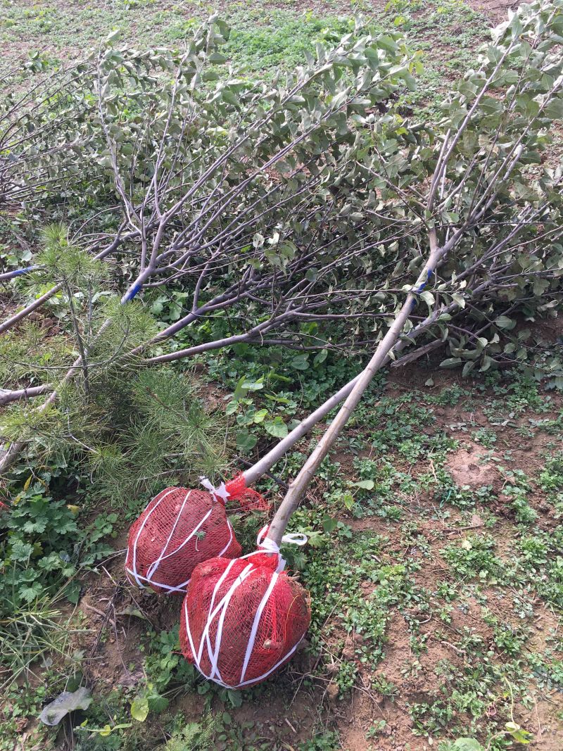 嫁接成品苹果苗烟富6号烟富8号烟富0号2年大苗