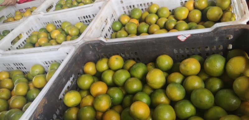 广西武鸣皇帝柑