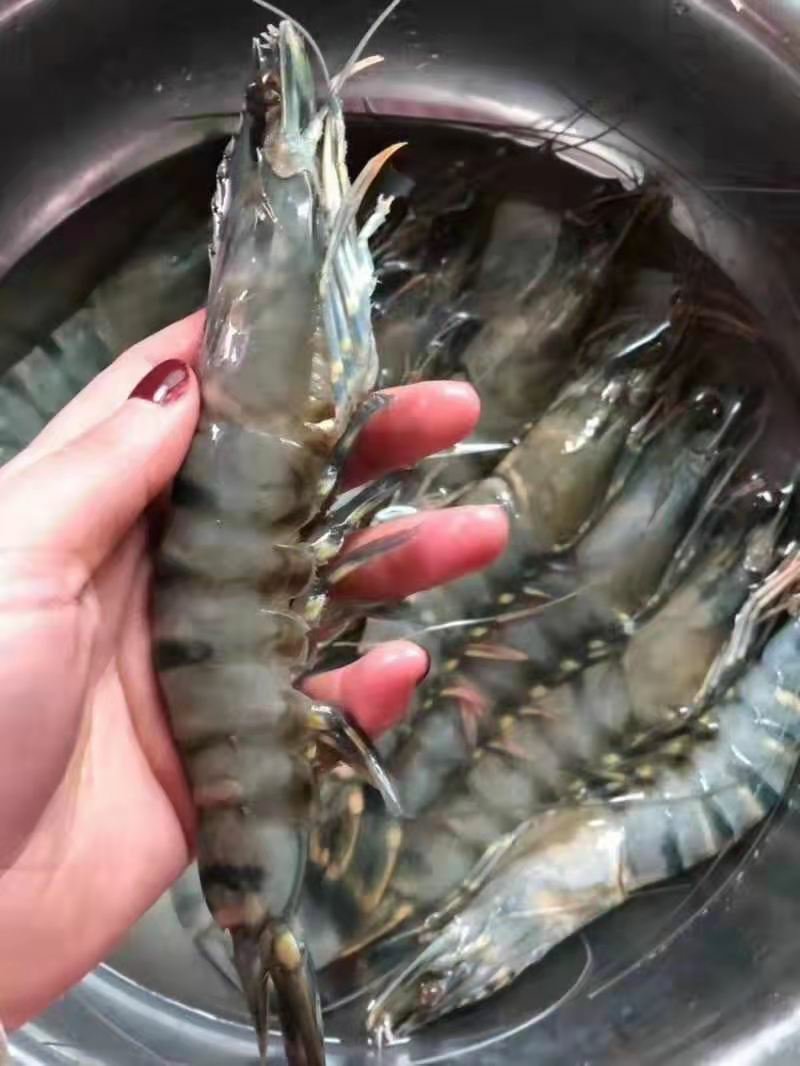 纯正野生越南黑虎虾支持验货常年供货量大从优