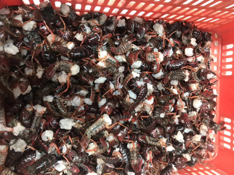 活虾现剥虾尾去虾线小龙虾新鲜虾尾虾球麻辣龙虾全国批发