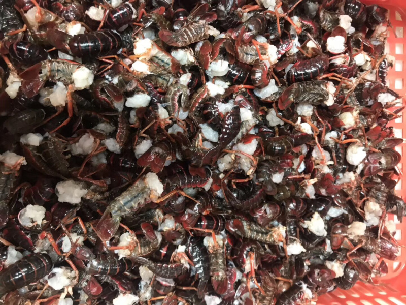 活虾现剥虾尾去虾线小龙虾新鲜虾尾虾球麻辣龙虾全国批发
