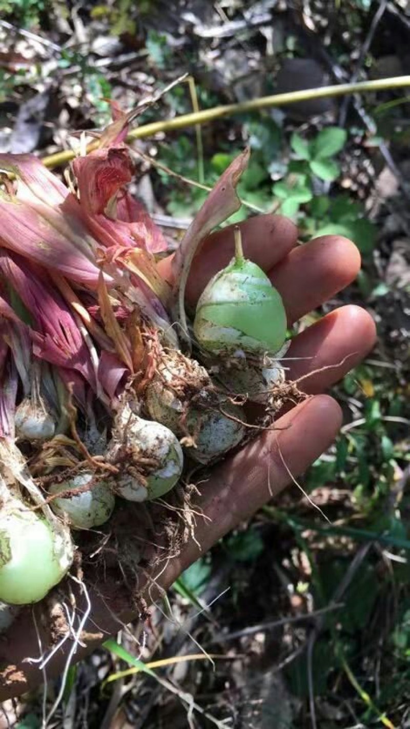 小白芨