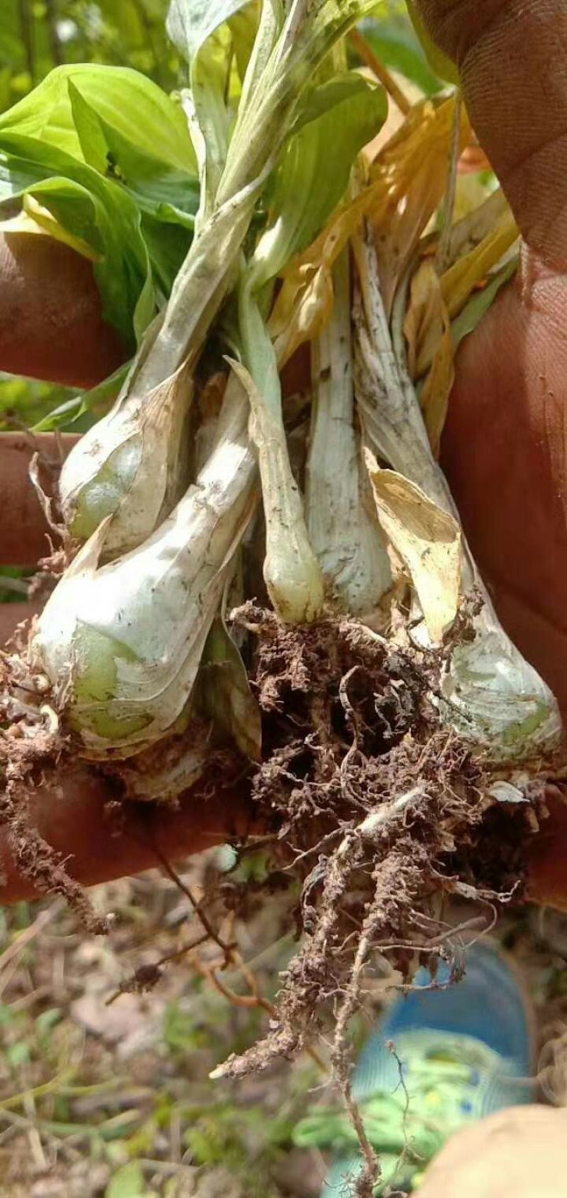 小白芨