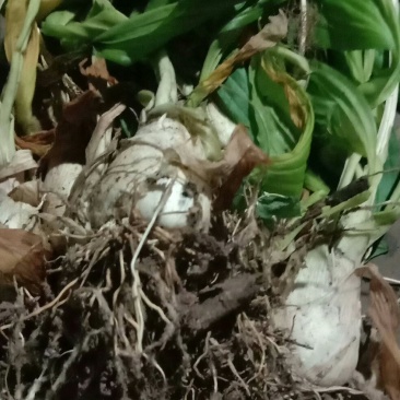 小白芨