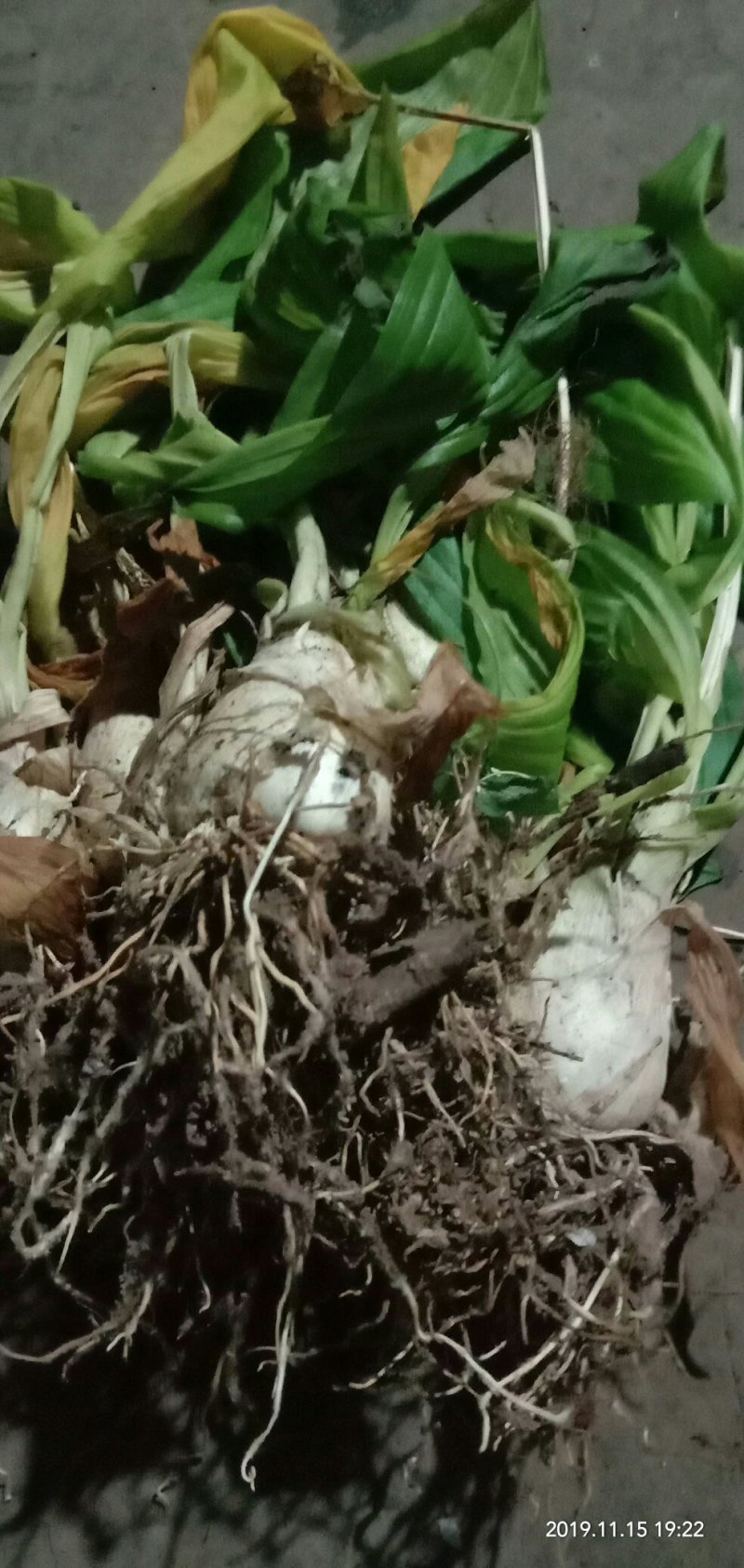 小白芨