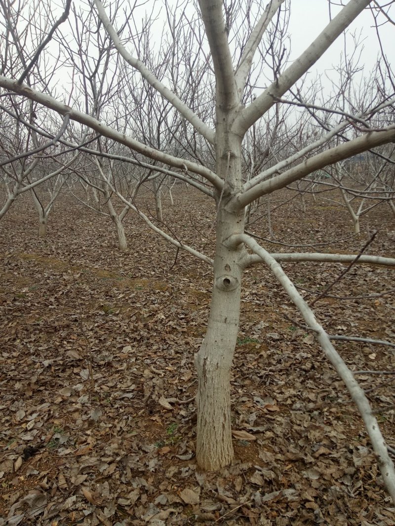 各种桃树苗，新品种果树苗，质量保证，死苗补发，服务指导。