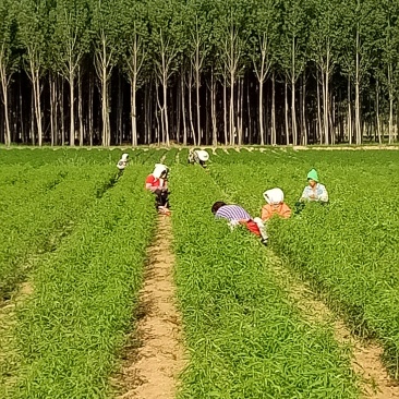 各种桃树苗，新品种果树苗，质量保证，死苗补发，服务指导。