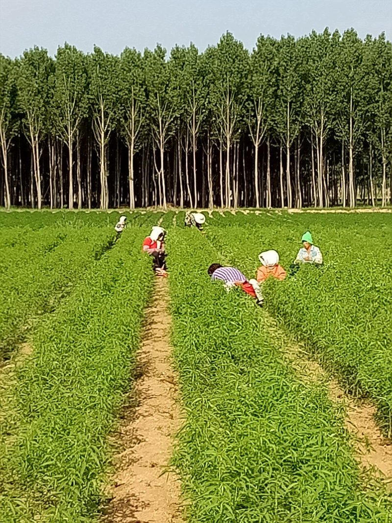 各种桃树苗，新品种果树苗，质量保证，死苗补发，服务指导。