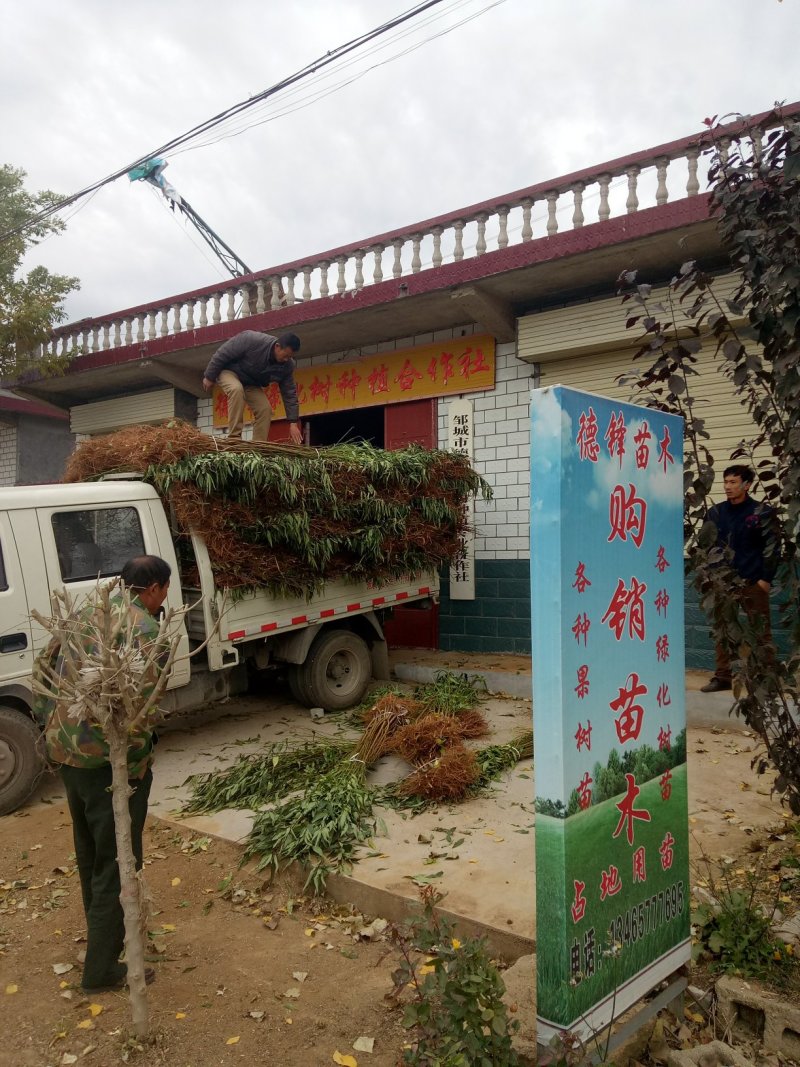 各种桃树苗，新品种果树苗，质量保证，死苗补发，服务指导。