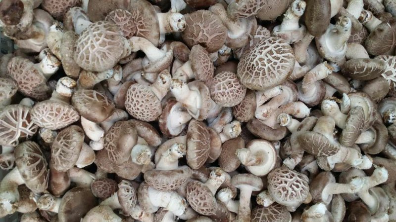 新鲜香菇
