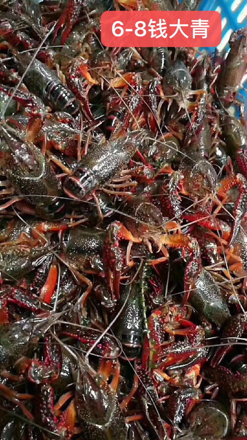 青虾精品潜江市清水小龙虾一手货源规格齐全品质保证