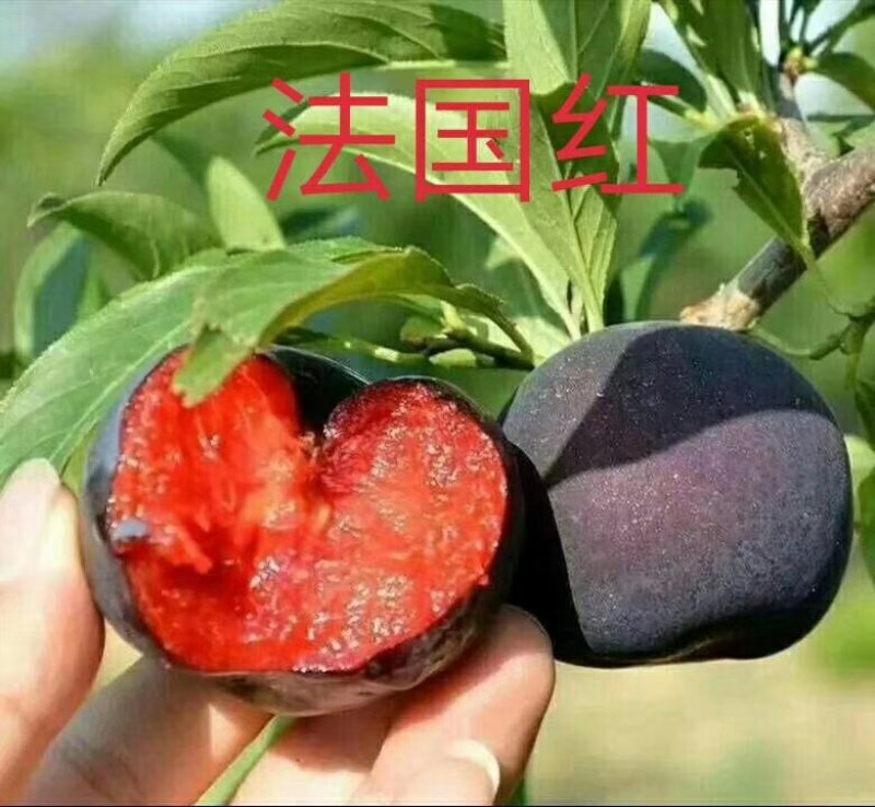 黄金西梅，红肉李，美人醉，三华李，味帝恐，蜂糖，国峰七号