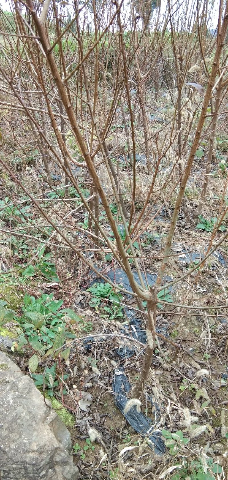 5月成熟嫁接李苗，包成活死苗补发，全场包邮