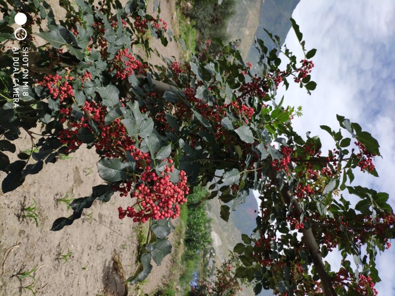 武都无刺花椒大红袍花椒树苗梅花椒正品纯货2年苗