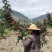 武都无刺花椒大红袍花椒树苗梅花椒正品纯货2年苗