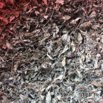 溪黄茶【包邮】三斤起发货可批量可零售量大从优