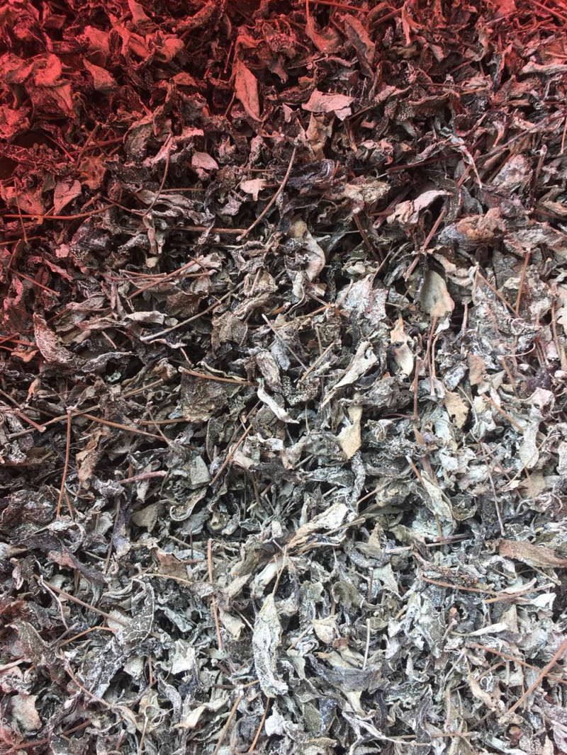 溪黄茶【包邮】三斤起发货可批量可零售量大从优