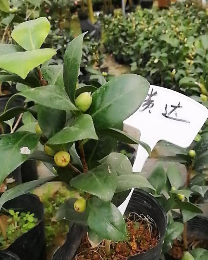 茶花品种已到日本鱼尾茶皱叶奇花大长话长话。苹果
