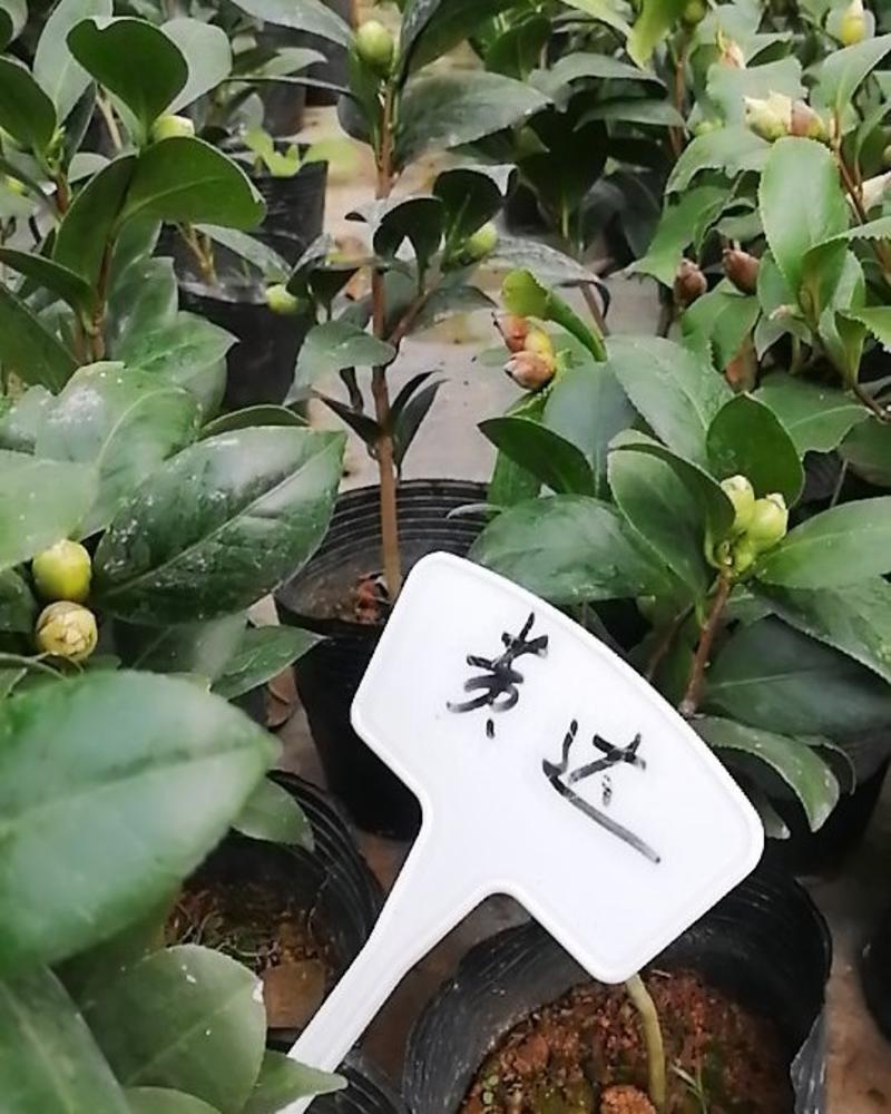 茶花品种已到日本鱼尾茶皱叶奇花大长话长话。苹果