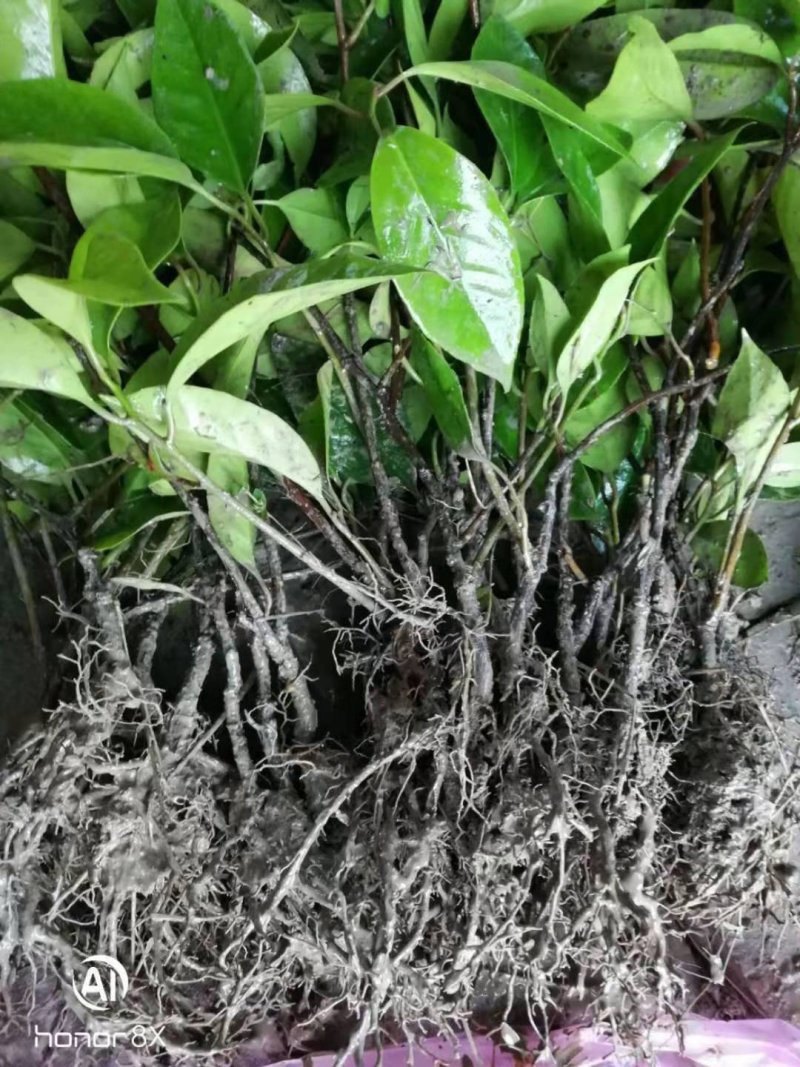 黑老虎籽