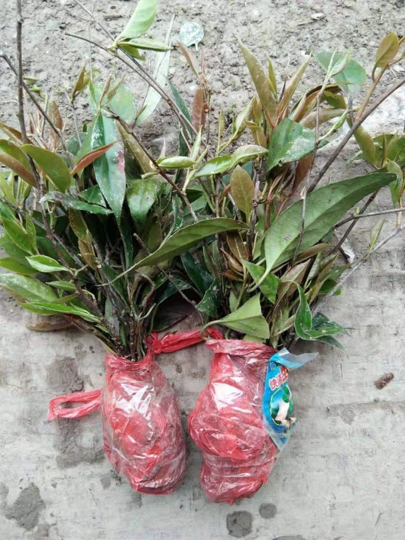 黑老虎籽
