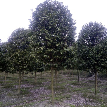 供应茶花树950元，优质四川货源