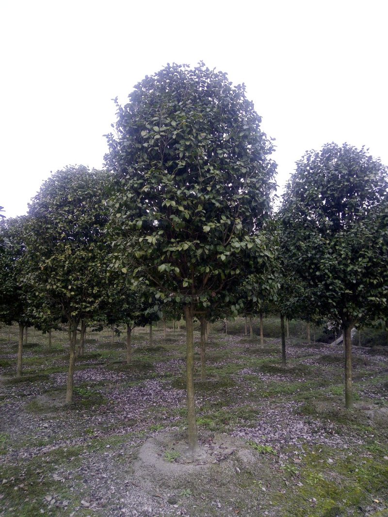 供应茶花树950元，优质四川货源