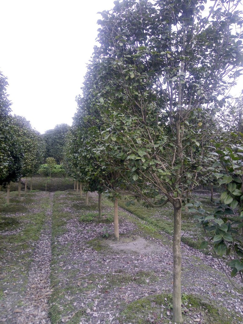 供应茶花树950元，优质四川货源