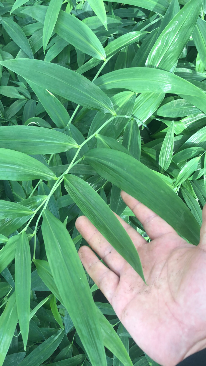 🔥🔥🔥[黄精种苗]基地直发保证质量💰💰💰