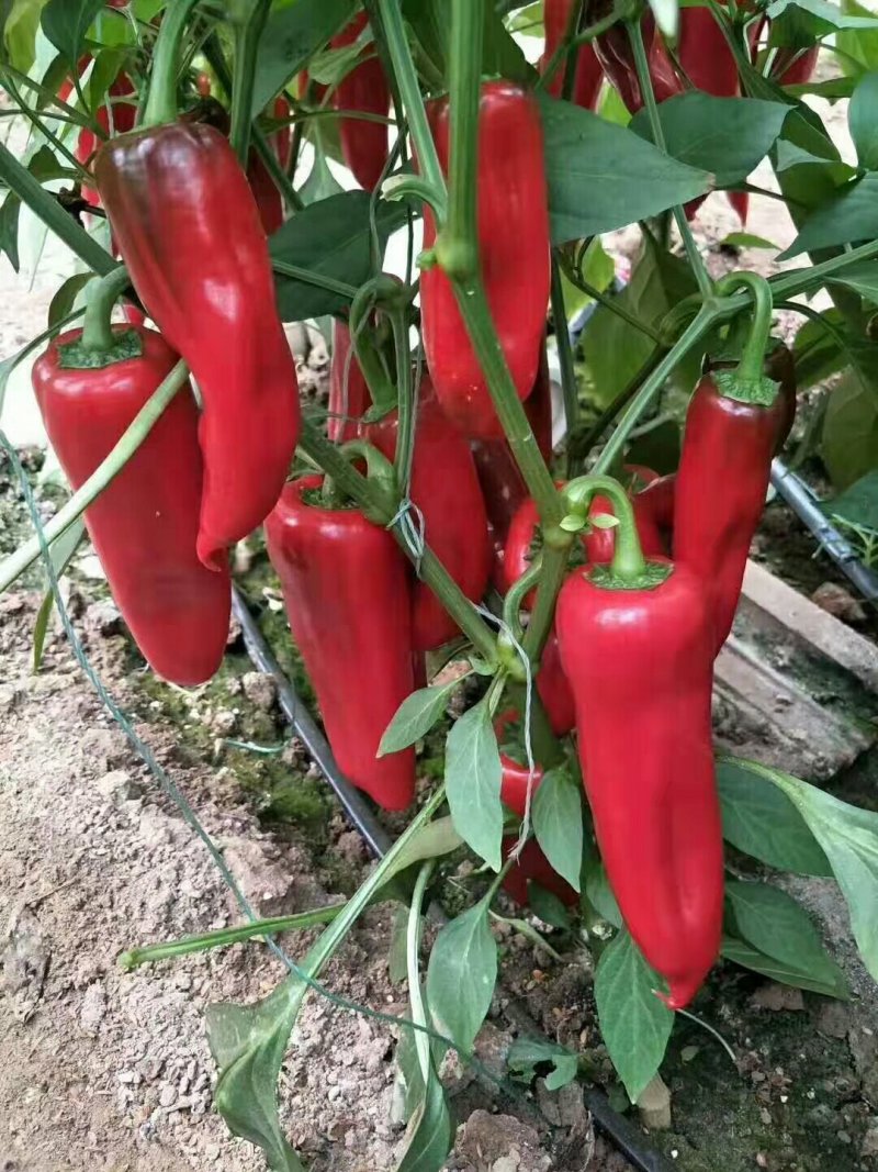 红泡椒种子，抗病毒，果型大16-17厘米