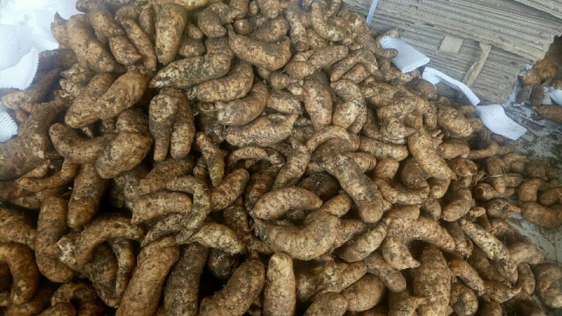 新鲜天麻煲汤炖鸡滋补中药材规格全质量好食补**