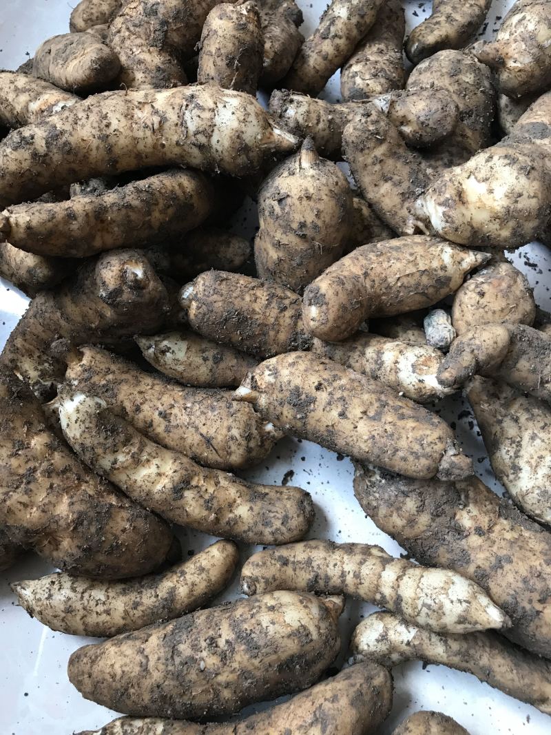 新鲜天麻煲汤炖鸡滋补中药材规格全质量好食补**