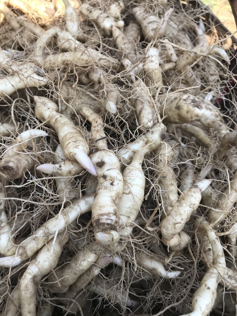 野生新鲜鸡头黄精种苗2-3年种植苗黄精种子成活率高