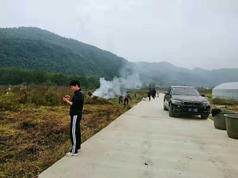莲雾苗黑金钢基地直供果苗带营养杯发货包邮