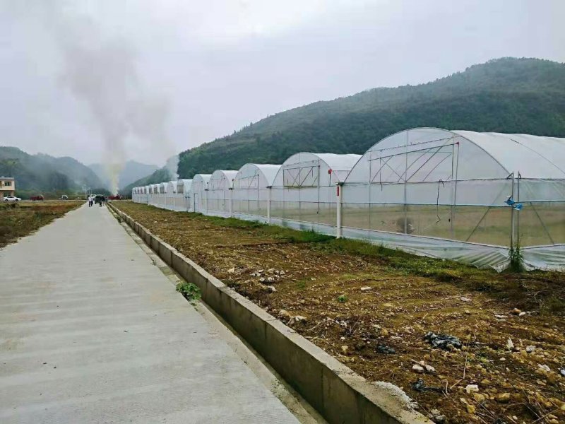 莲雾苗黑金钢基地直供果苗带营养杯发货包邮