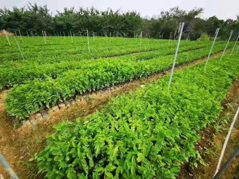 莲雾苗黑金钢基地直供果苗带营养杯发货包邮