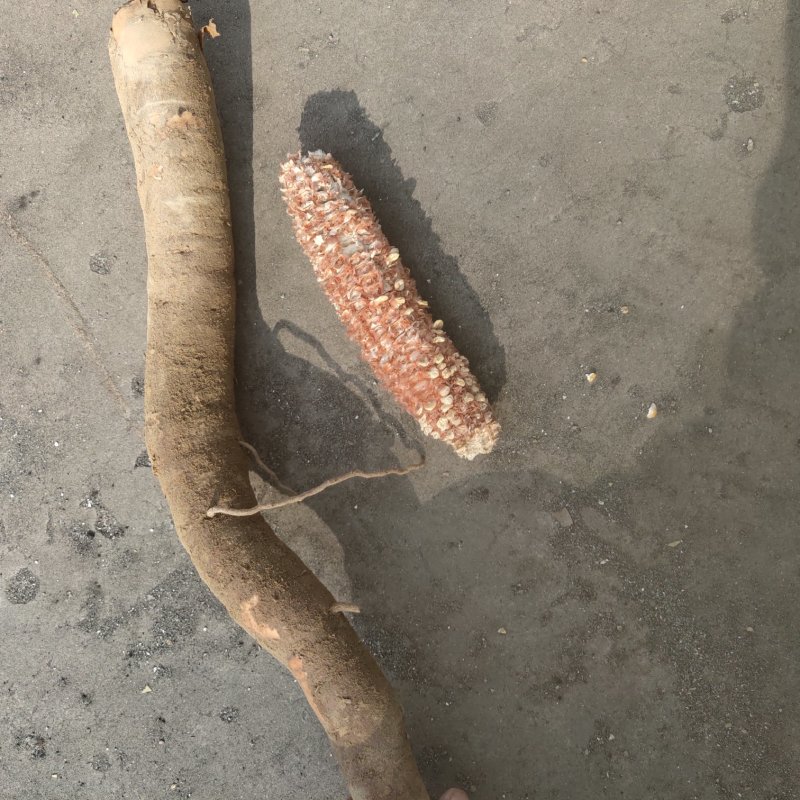 比玉米芯还粗的芍药条