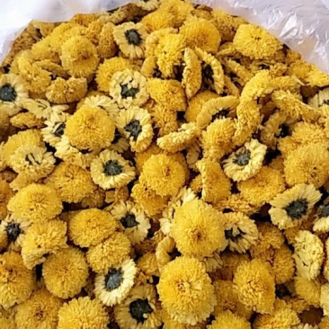 菊花种植基地河南茂林菊业直供(桃菊精品)