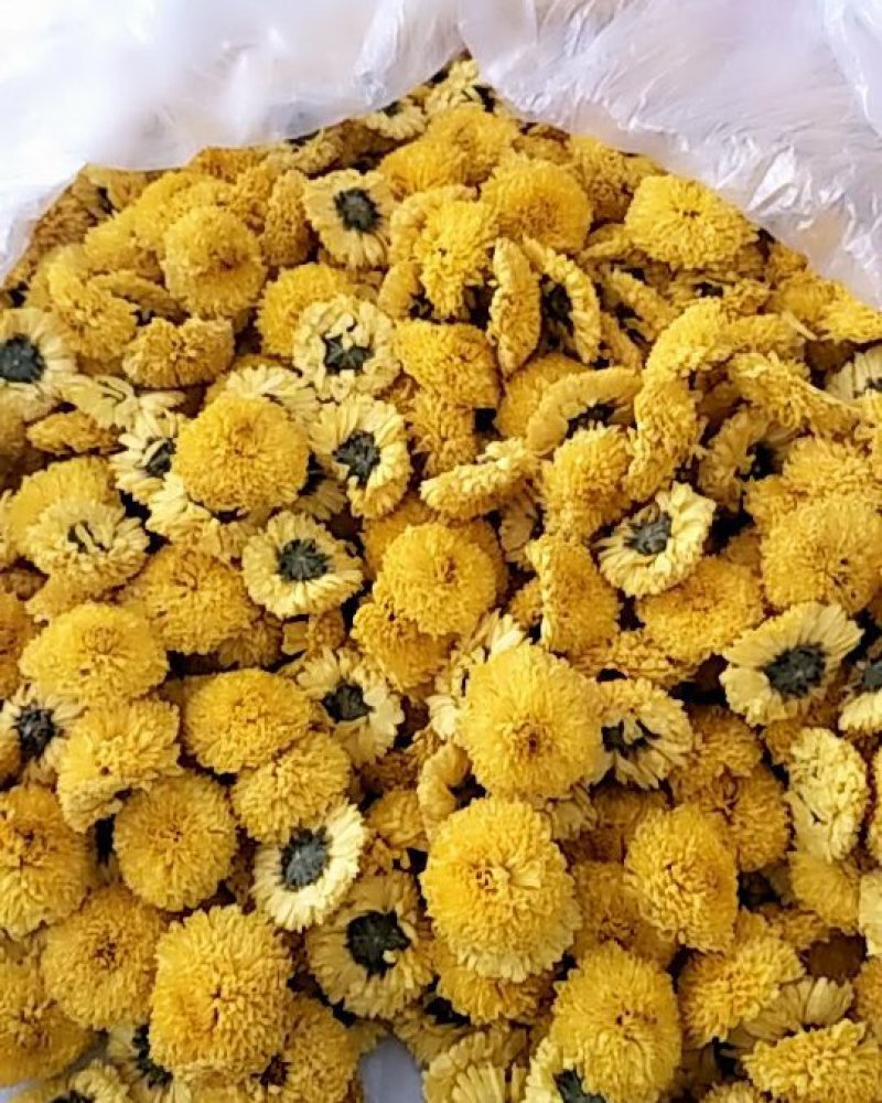 菊花种植基地河南茂林菊业直供(桃菊精品)