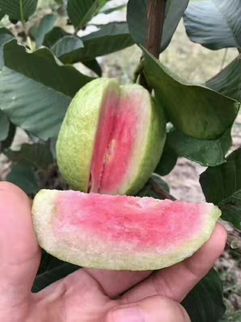 番石榴白心番石榴红心番石榴水果甜脆产地直供批发