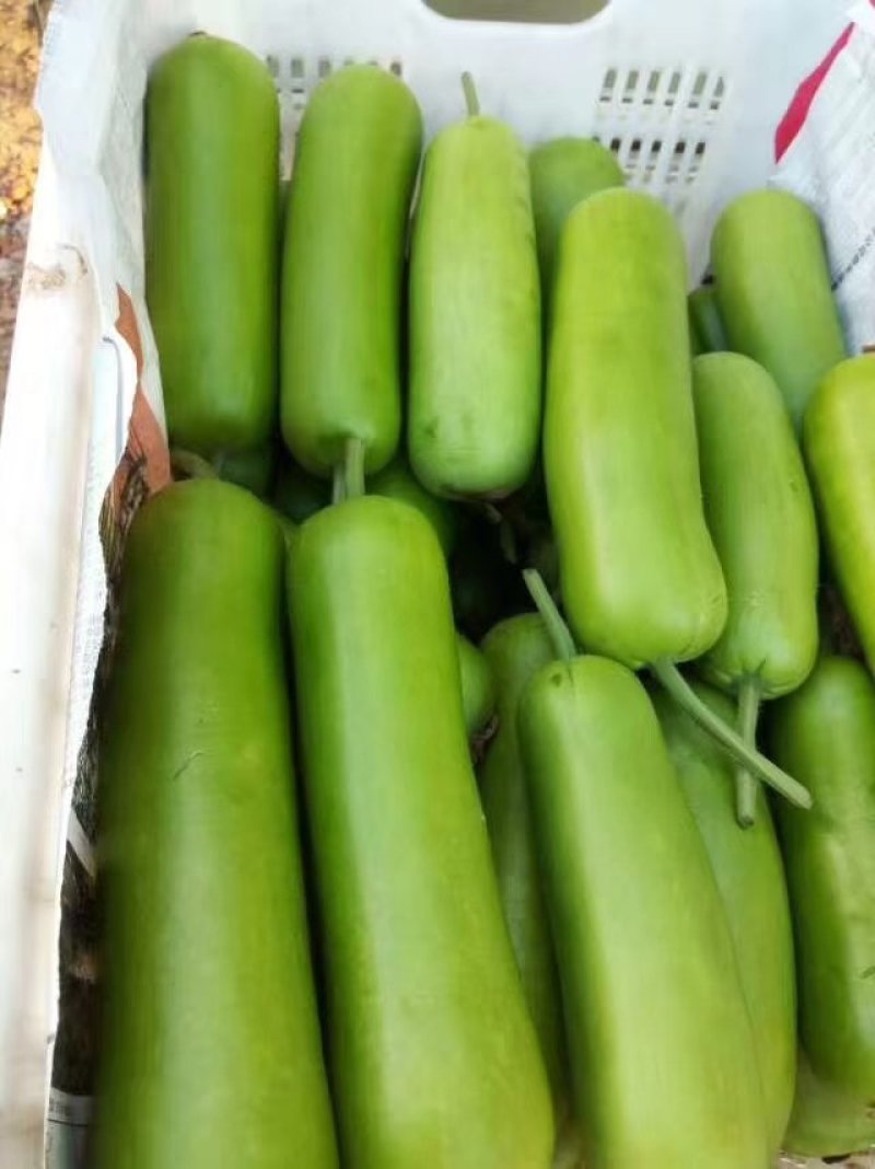 又好又漂亮的蒲瓜（徐闻县特产）