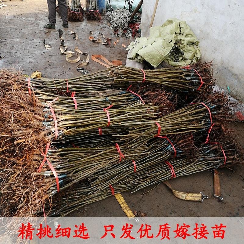 板栗树果苗嫁接苗树苗南北方种植高产
