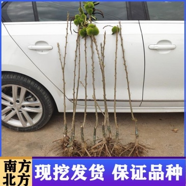 板栗树果苗嫁接苗树苗南北方种植高产