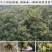 板栗树果苗嫁接苗树苗南北方种植高产