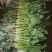 河北大叶菠菜热销中20～28厘米产地直供一手货