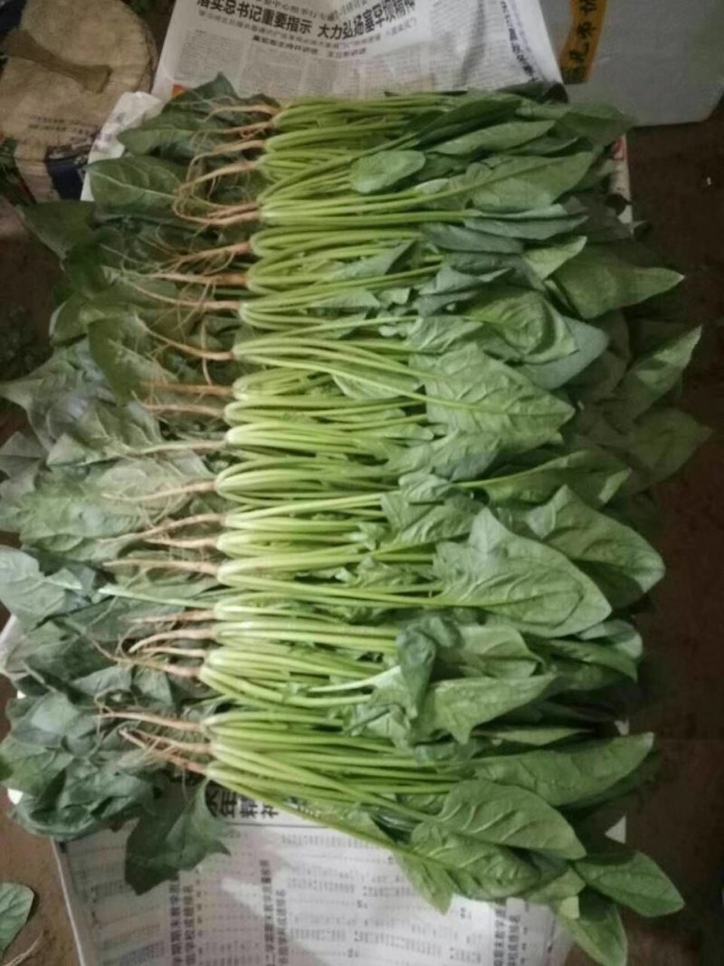 河北大叶菠菜热销中20～28厘米产地直供一手货