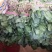 河北大叶菠菜热销中20～28厘米产地直供一手货